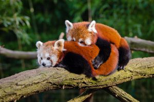 red pandas cuddling each other