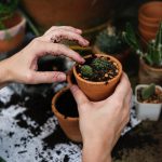 spring garden tools succulents