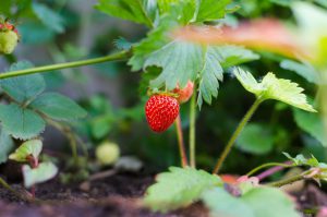 plant strawberry garden