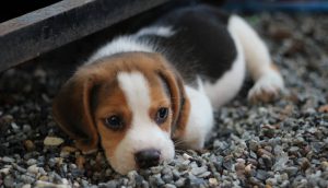 sweet beagle puppy
